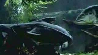 BIG CATFISH petrodoras granulosus [upl. by Winonah]