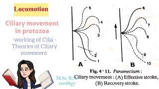 LocomotionCiliary movement in protozoaTypes of Cilia Theories of ciliary movt MSc BSc [upl. by Cower799]