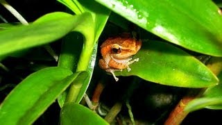 ❀ Common Coqui  1 Hour [upl. by Sheelah975]