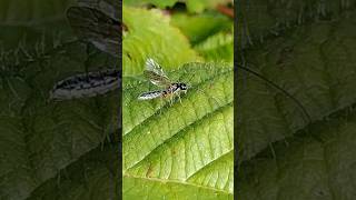 a delicate Ichneumon wasp possibly an Acrotomus [upl. by Elpmid]