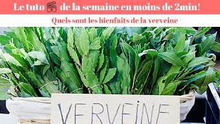 Verveine  quels sont les bienfaits de la verveine [upl. by Alisan]