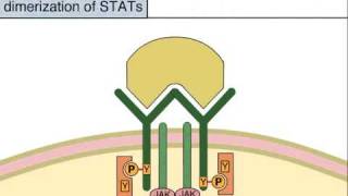 Cytokine Signaling by the JAK STAT Pathway [upl. by Consuela]