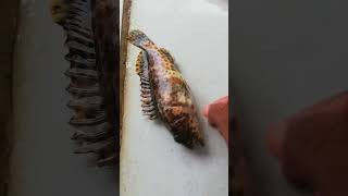 Up Close with a Small Grouper Fish 🐟 [upl. by Devehcoy]