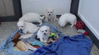 Autumns Bichon puppies [upl. by Nylsej]