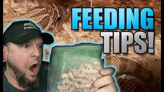 Western Hognose feeding tips amp tricks Babies amp Picky eaters [upl. by Airtened]