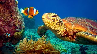 11 HOURS Stunning 4K Underwater footage  Music  Nature Relaxation™ Rare amp Colorful Sea Life Video [upl. by Bennir832]