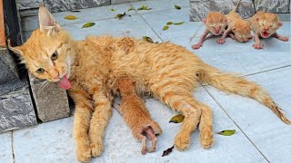 A man helped a dying cat and her kittens You wont believe what happened next [upl. by Nanni966]