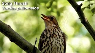 Song Thrush Birdsong [upl. by Ahseital]