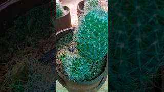 Mammillaria spinosissimamammillaria plantsviralvideo viralshorts shortsfeed ytshorts [upl. by Airt950]