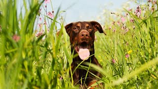 Mastering Scent Detection with DobermansReady to Get Started [upl. by Tisha519]