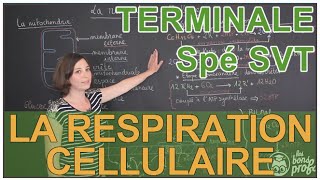 La respiration cellulaire  Spé SVT  Terminale  Les Bons Profs [upl. by Neerual]