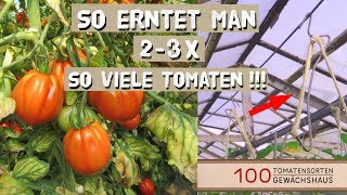 Tomaten Ausgeizen Anbinden mit Tomatenhaken  100 Tomatensorten Gewächshaus [upl. by Yseult]