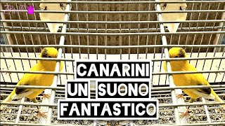 Canarini  È fantastico il suono [upl. by Mor]