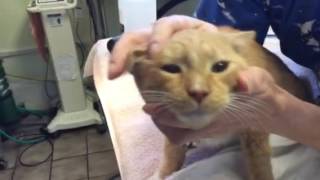 Orange Cat Personalities and Distinguishing Characteristics from the Veterinarians Perspective [upl. by Xella]