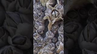 What Are Barnacles  Marine Mysteries Uncovered shorts [upl. by Acinyt]