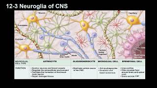 Neuroglia [upl. by Petta]