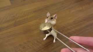 how to teach a mouse to spin on cue [upl. by Hands]