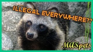 WHY YOU CANT HAVE A RACCOON DOG AS A PET たぬき [upl. by Anirres]