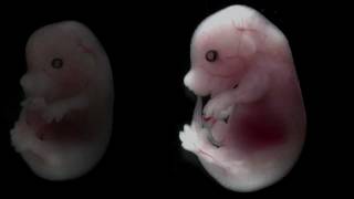 Mouse embryo developing over time [upl. by Shipley]