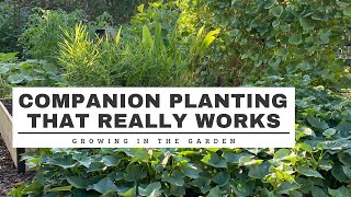 COMPANION PLANTING that REALLY WORKS Growing in the Garden [upl. by Ravo180]