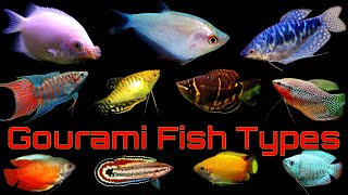 Top 14 Popular Gourami Fish Types [upl. by Aerdnek]