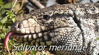 Lagarto teiú Salvator merianae [upl. by Clayborne716]