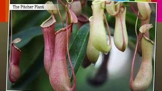 Insectivorous Plants  Macmillan Education India [upl. by Haneekas225]