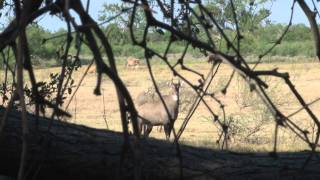 Texas Nilgai Hunt September 2011 Wildlife Systems [upl. by Yong]