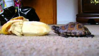 Baby Turtle Eating a Banana and Chewing Loudly [upl. by Mathilde]