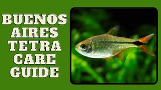 Buenos Aires Tetra Care Guide [upl. by Aiuoqes]