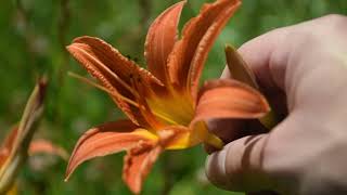 How To Identify Orange DayLily Hemerocallis fulva [upl. by Narayan]