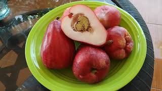 Huge Java apple  Jambu Air Semarang Syzygium samarangense in Cianjur [upl. by Roland]