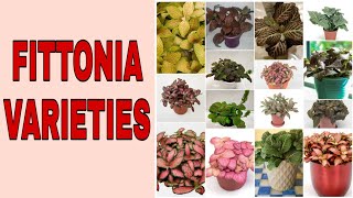 MOST STUNNING FITTONIA VARIETIES [upl. by Magocsi]