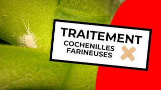 TRAITEMENT COCHENILLES FARINEUSES  MEALYBUG TREATMENT [upl. by Sucramraj960]