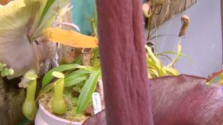 Amorphophallus Konjac [upl. by Babbie]