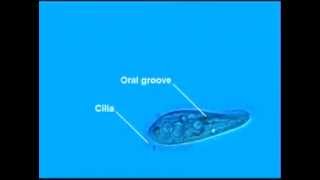 Paramecium Cilia [upl. by Ainattirb]