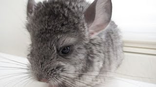 Baby Chinchilla CloseUp [upl. by Akinas542]