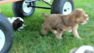 Cocker Spaniel Puppies For Sale [upl. by Eliott583]