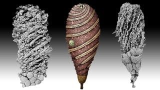 Fossil of 500MillionYearOld ShapeAltering Creature Uncovered in Morocco [upl. by Jone]