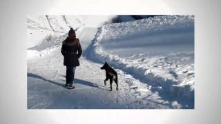 Hund hat Spaß im Schnee [upl. by Aicittel]