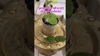 facts pradeepmishra remedies vastu vastutips panditpradeepmishraofficial [upl. by Sivatco]