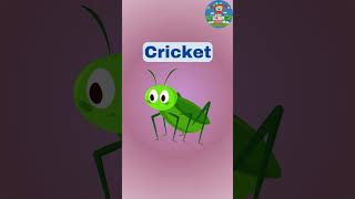 Types of Bugs  Types of Bugs for preschoolers  Bugs for Kids  Bugs Names [upl. by Daugherty]