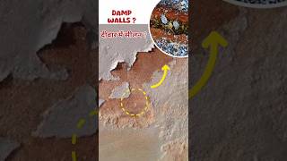 दीवार में सीलन❓Exposing the Dark Secret of Damp Walls under microscope mites zoom shorts bugs [upl. by Haimorej]