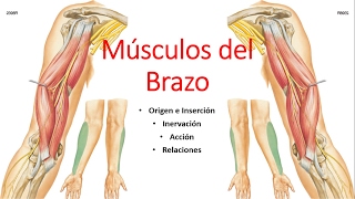 Anatomía  Músculos del Brazo Origen Inserción Inervación Acción Relaciones [upl. by Rats]