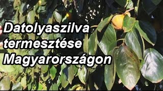 Datolyaszilva termesztése Magyarországon [upl. by Arikal977]