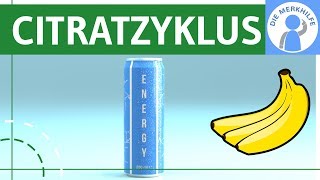 Citratzyklus einfach erklärt  Ablauf Phasen Eigenschaften amp Beispiel  Zellatmung  Stoffwechsel [upl. by Ulland]