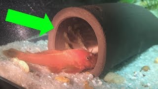 Super Red Bristlenose Pleco Breeding Fry in The Fish Room [upl. by Dymphia]