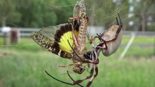 Golden Orb Weaving Spider Nephila edulis [upl. by Gran]