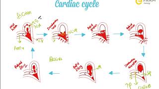 Cardiac cycle  Heart sounds [upl. by Alleoj628]