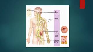 CLASE SISTEMA NERVIOSO [upl. by Ainnet332]